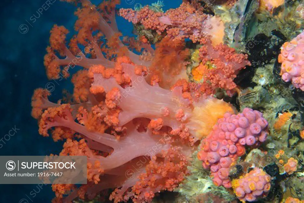 Philippines, Northern Cebu, Gato Island, Soft and tube corals, Dendronephthya sp. and Tubastrea sp.