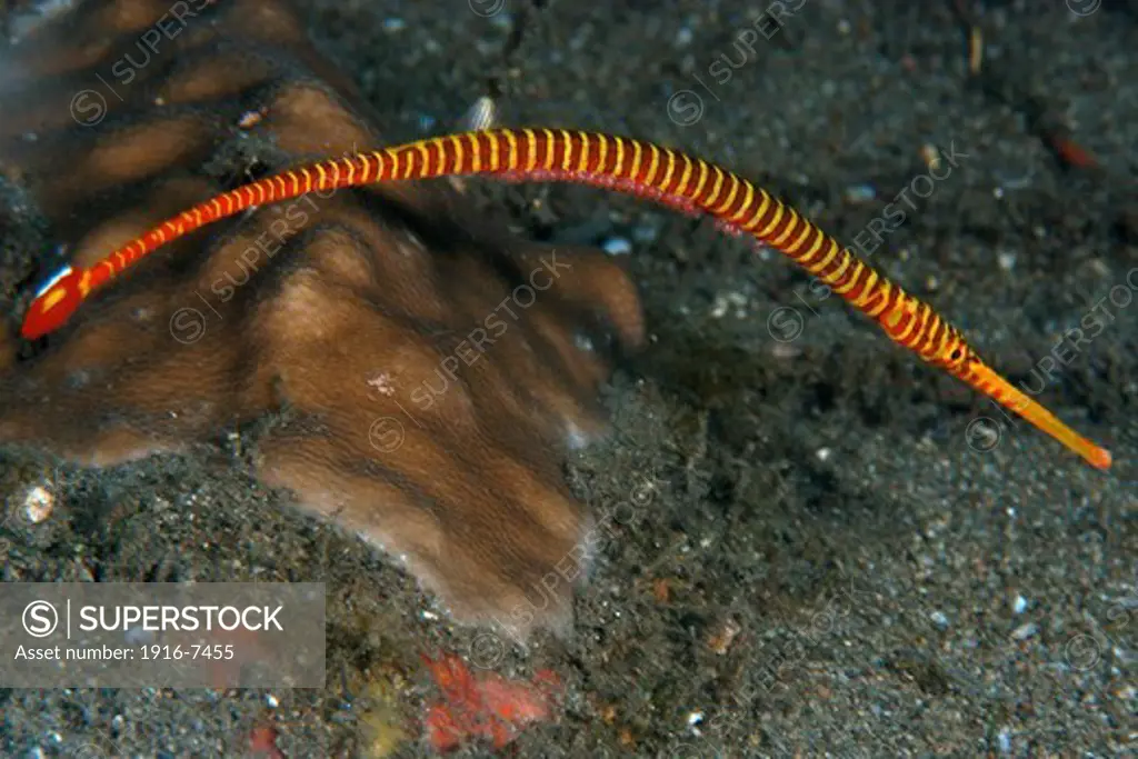 Philippines, Negros Island, Dumaguete, Cars, Orange banded pipefish (Doryrhamphus pessuliferus) with several eggs attached to brooding pouch