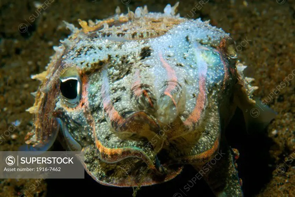 Philippines, Negros Island, Dumaguete, Needle cuttlefish (Sepia aculeata) front view at night