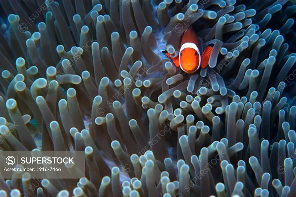 Philippines, Negros Island, Dumaguete, Dauin, False clown anemone fish, Amphiprion ocellaris