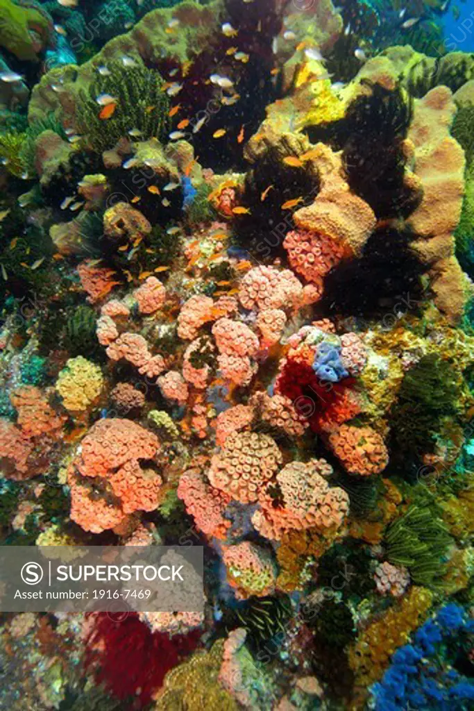 Philippines, Apo island Marine Reserve, Corals, feather stars and sponges