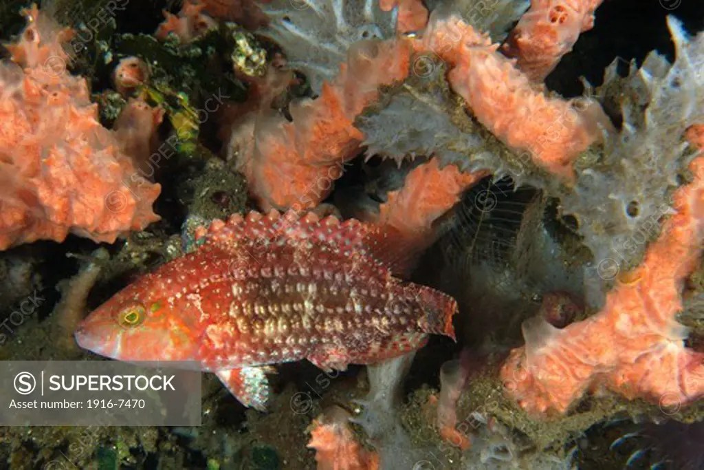 Philippines, Apo island Marine Reserve, Cockerel wrasse (Pteragogus enneacanthus) hiding among sponges