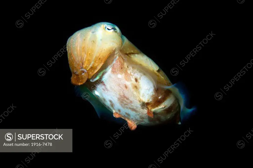 Philippines, Cebu, Gato Island, Broadband cuttlefish (Sepia latimanus)