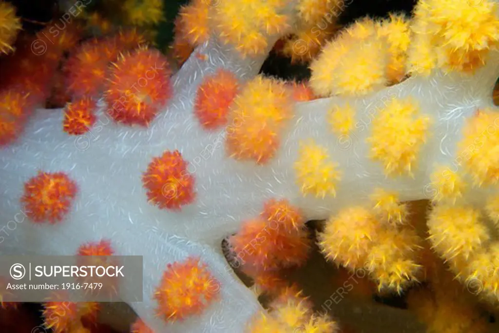 Philippines, Cebu, Malapascua, Lapus Lapus Island marine park, Soft coral (Dendronephthya sp.)