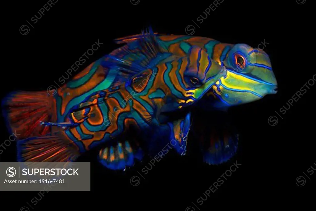 Philippines, Cebu, Malapascua, Mandarinfish (Synchiropus splendidus) mating