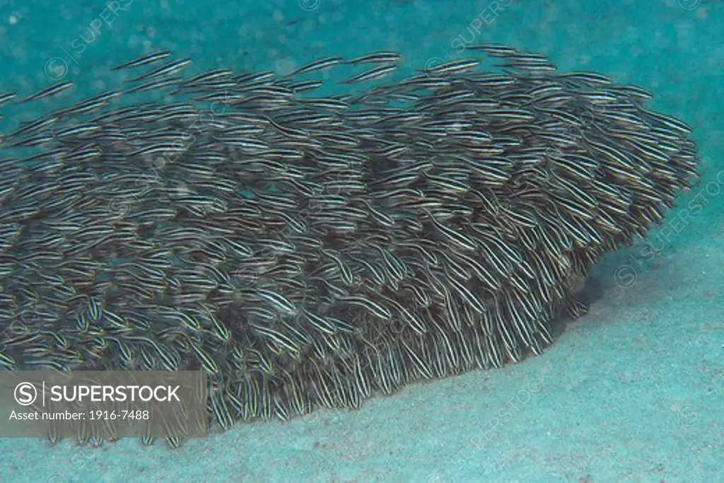 Philippines, Mindoro, Puerto Galera, Juvenile Striped catfish (Plotosus lineatus) schooling and feeding on sandy bottom