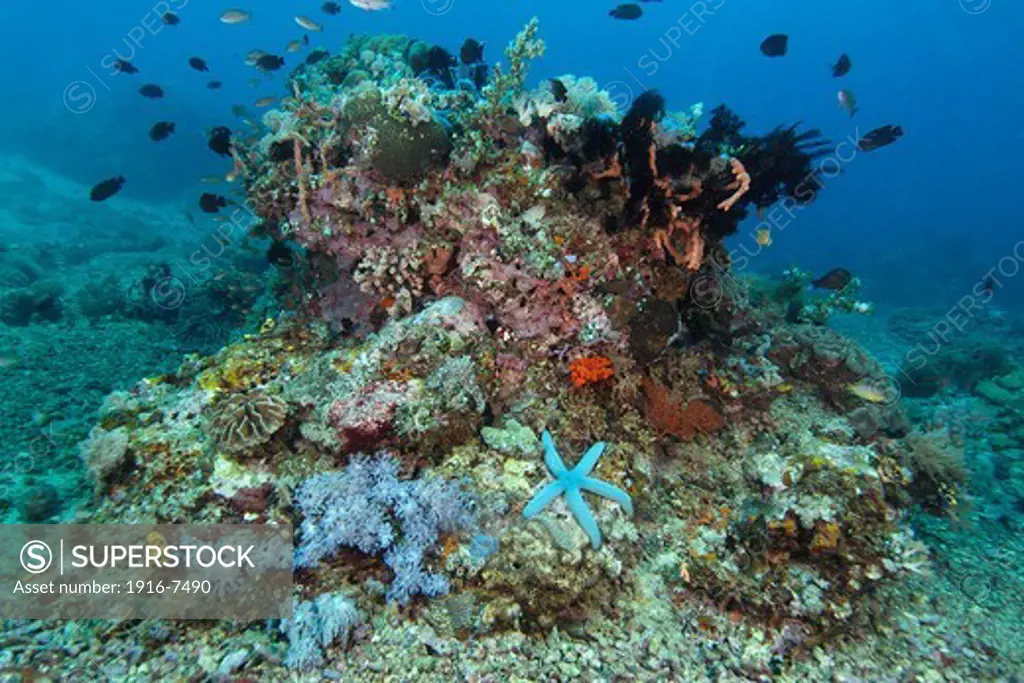 Philippines, Mindoro, Puerto Galera, Coral head hosting  large variety corals, feather stars, sponges and Blue sea star (Linckia laevigata)