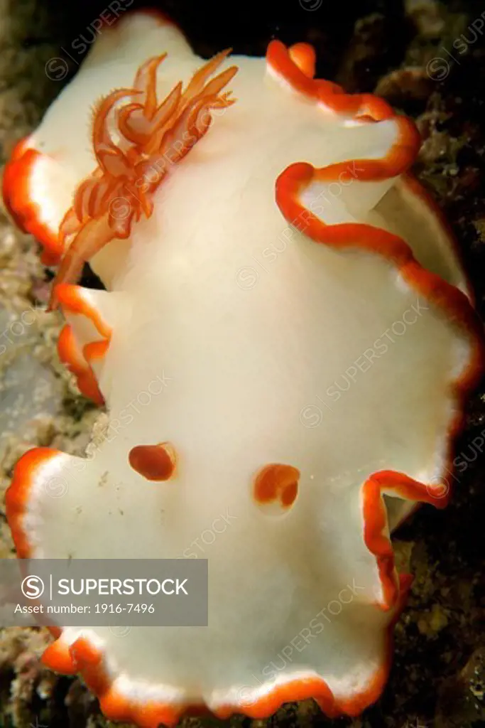 Philippines, Mindoro, Puerto Galera, La Laguna, Dorid nudibranch (Chromodoris kuniei)