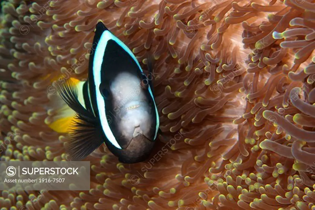 Philippines, Negros, Daiun, Clark's anemonefish (Amphiprion clarkii) unusual colour variant on anemone