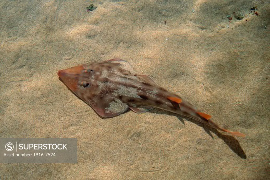 USA, California, Shovelnose guitarfish (Rhinobatus productus)
