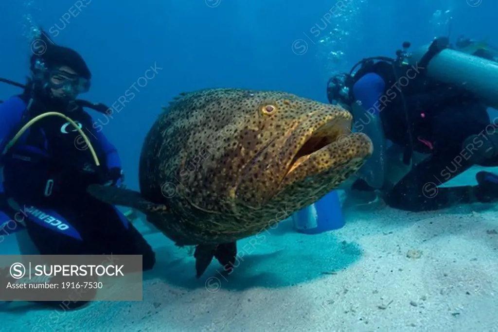USA, Florida, Key Largo, Molasses Reef, Goliath grouper (Epinephelus itajara), in between two divers