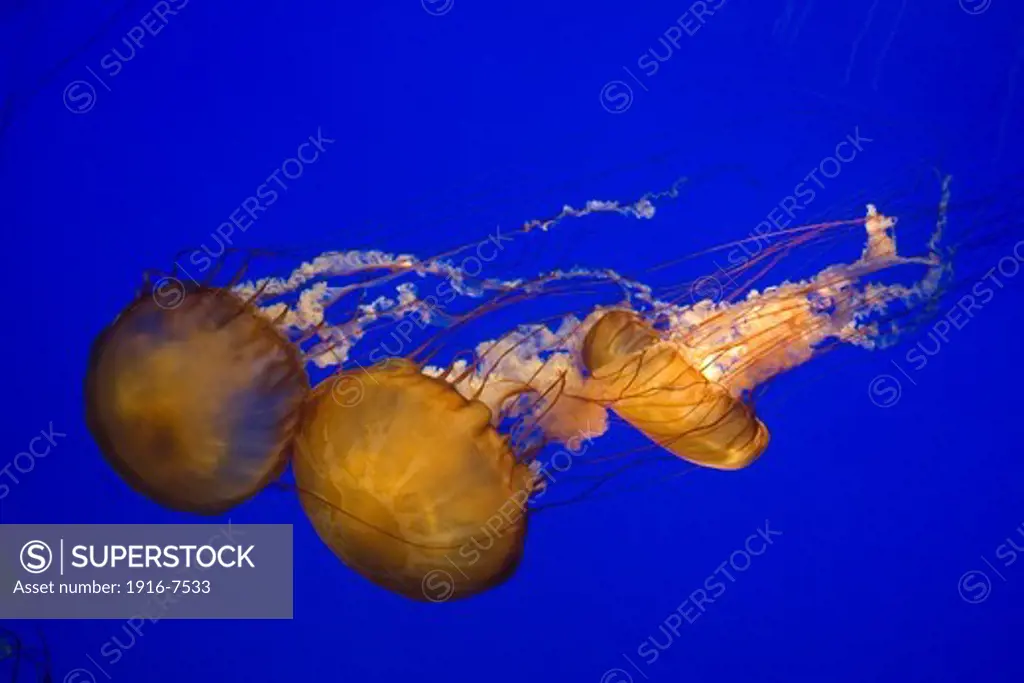 USA, California, Monterey Bay Aquarium, Sea nettle