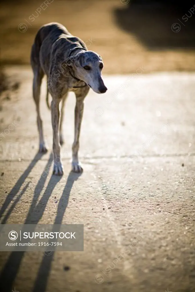 Spain, Andalucía, Seville, greyhound on concrete