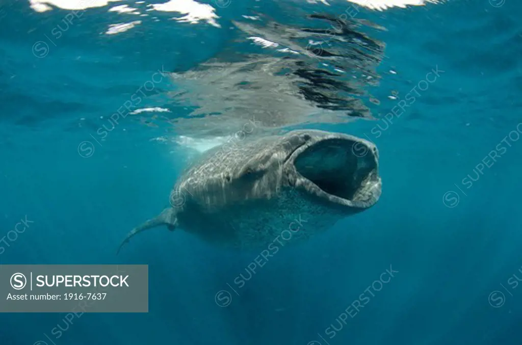 Mexico, Isla Mujeres, whale shark, rhincodon typus, wide open mouth while feeding on plankton