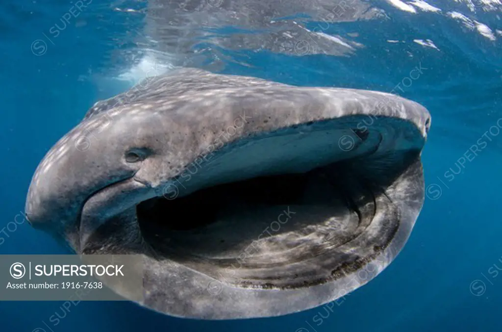 Mexico, Isla Mujeres, whale shark, rhincodon typus, wide open mouth while feeding on plankton