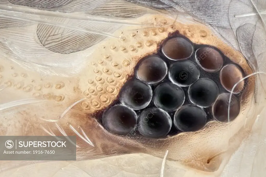 Very high magnification shot of silverfish eye;  special technique was used to reveal all  eye surface texture in order to get  SEM like image, but with colour.