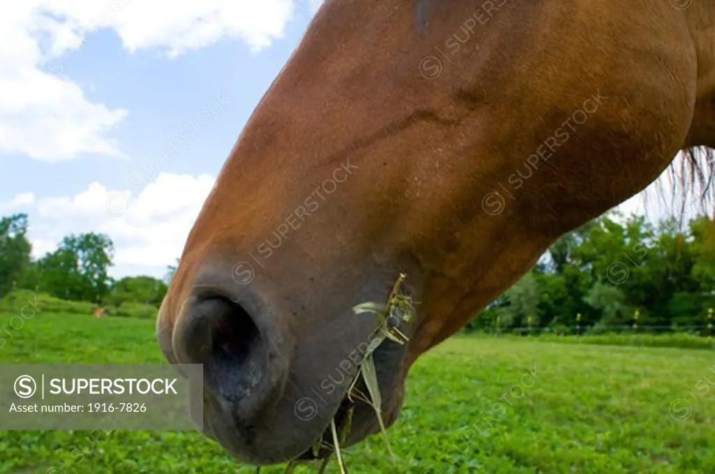 Close up of American Quarter Horse grazing on pasture