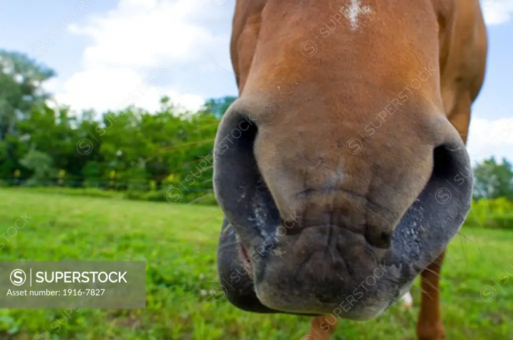 Close up of American Quarter Horse grazing on pasture