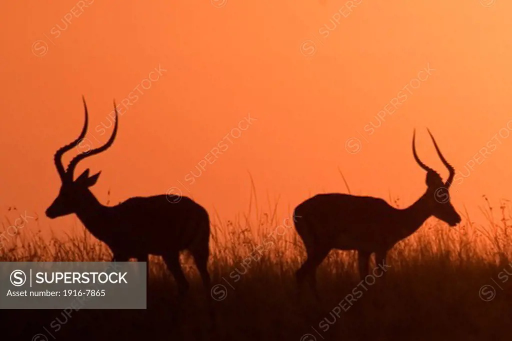 Pair of Impala (Aepyceros melampus) silhouetted against the sky at sunset, Serengeti National Park, Tanzania