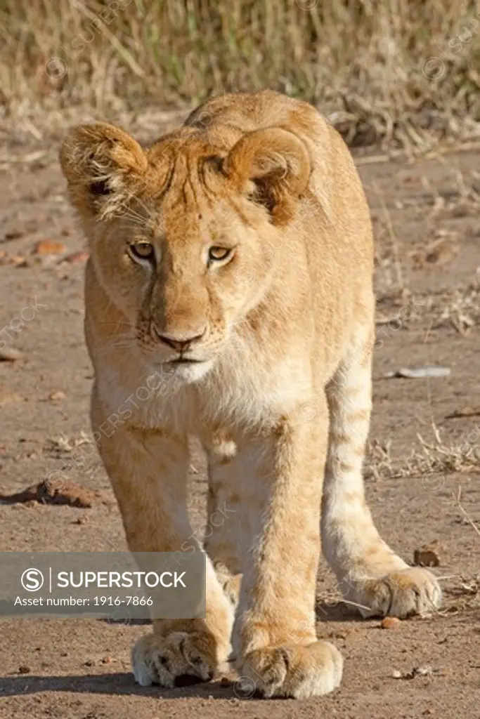Young African lion (Panthera leo), Serengeti National Park, Tanzania