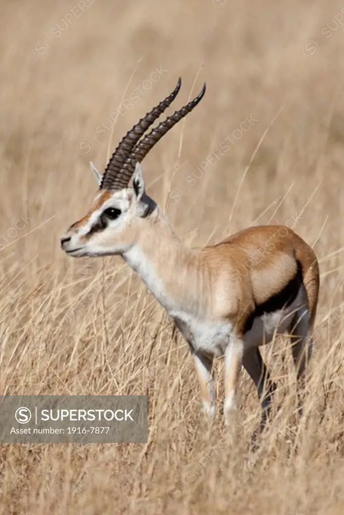 Thomson's gazelle (Gazella thomsoni), Serengeti National Park, Tanzania