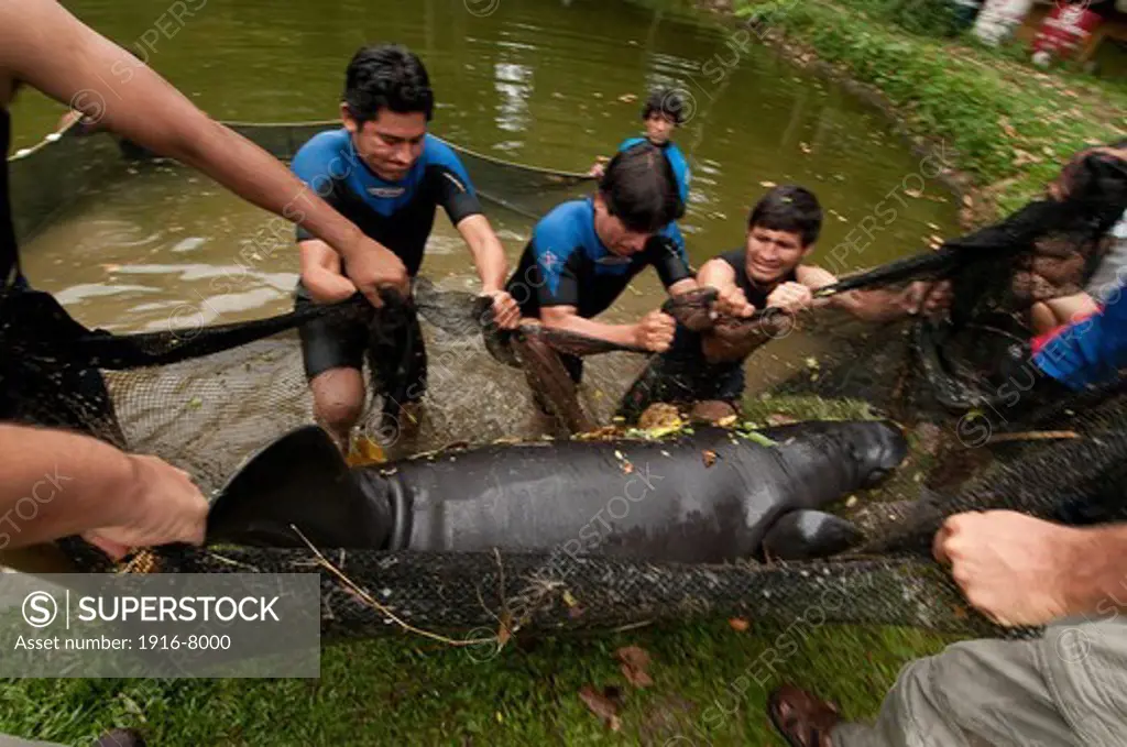 Peru, Loreto, Iquitos, Manatee project. A long hard work for to check the manatee (Trichecus inunguis)  that living in the dump near the Centro de Rescate and maybe they are ready for liberation