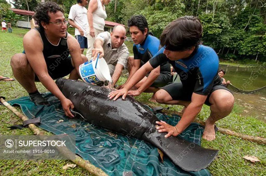 A long hard work for to check the manati (Trichecus inunguis)  that living in the pool and maybe ready for liberation