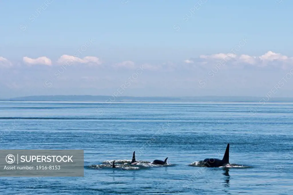 Pod of Killer whale (Orcinus orca) at East Point of saturna Island, Strait of Georgia. Saturna Island, British Columbia, Canada