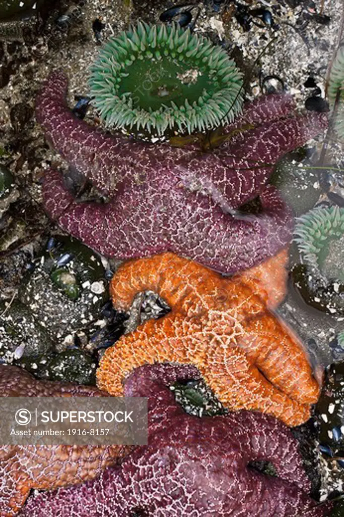 A cluster of Giant Green Anemone (Anthopleura xanthogrammica) and Purple Sea Star (Pisaster ochraceus) known also as ochre sea star or ochre starfish at Long Beach, Pacific Rim National Park. British Columbia, Canada