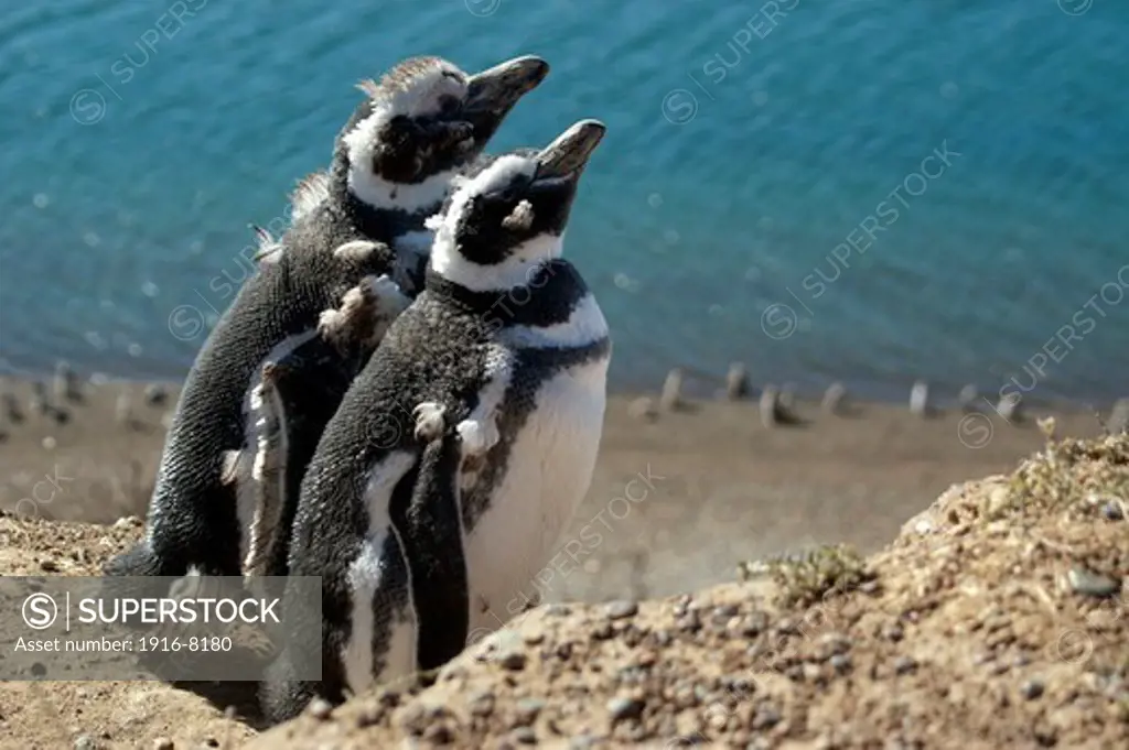 Magellanic Penguins, Spheniscus magellanicus, San Lorenzo Pinguinera, Valdes Peninsula, Chubut, Patagonia Argentina