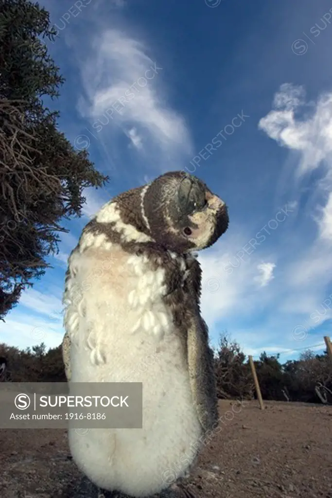 Magellanic Penguin, Spheniscus magellanicus, Pinguinera Punta Tombo, Rawson, Chubut, Patagonia Argentina