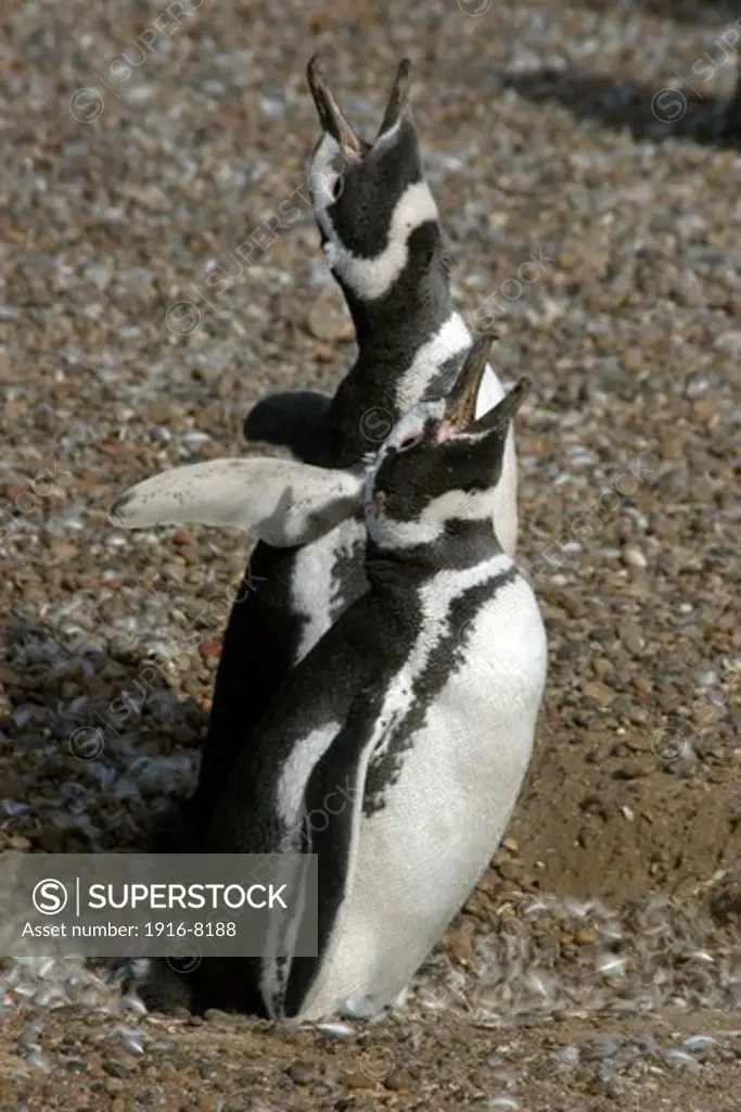 Magellanic Penguin, Spheniscus magellanicus, vocalizing, Pinguinera Punta Tombo, Rawson, Chubut, Patagonia Argentina