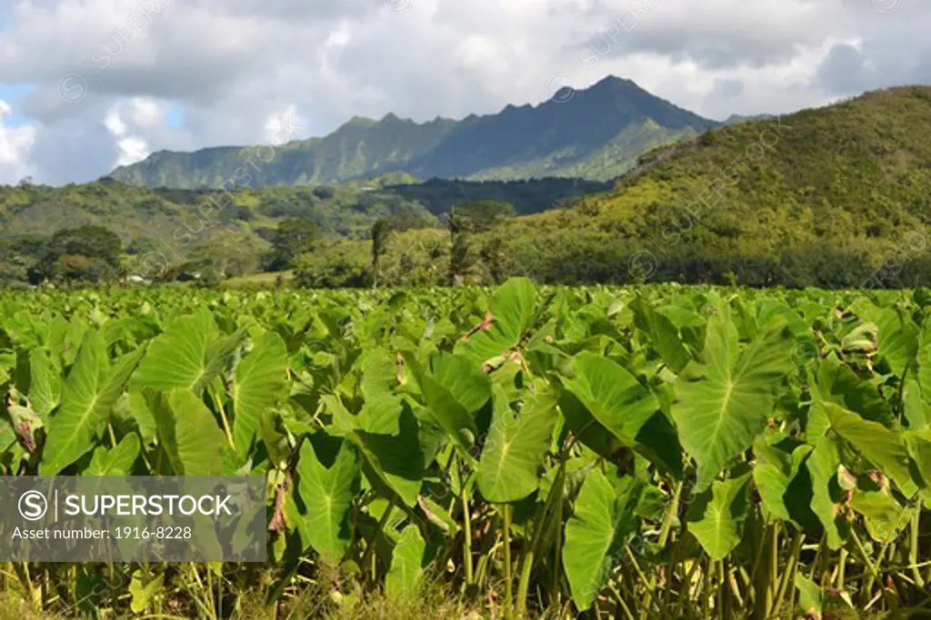 Taro plantation, Colocasia esculenta, family Araceae, at Hanalei Valley, Kauai, Hawaii, USA