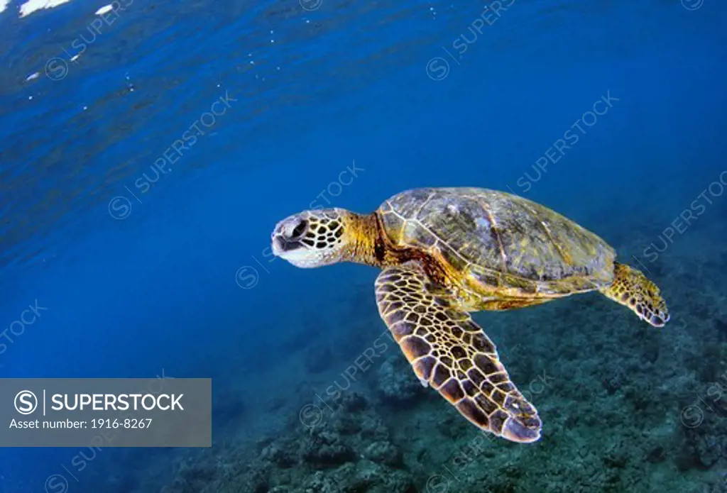 Green sea turtle, Chelonia mydas, Ko'olina, Oahu, Hawaii, North Pacific