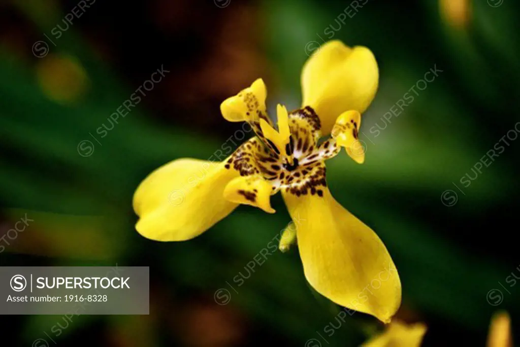 Yellow tiger orchid.