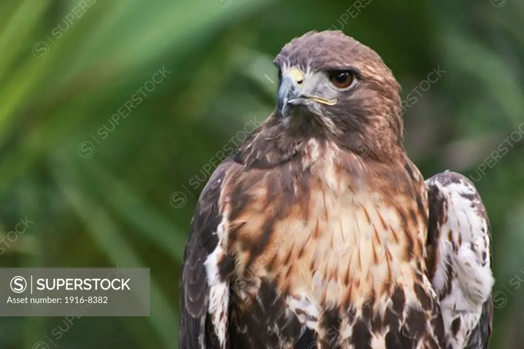 Close up of a Red Tailed Hawk or Buteo jamaicensis at Brevard Zoo, Melburne, Florida, USA