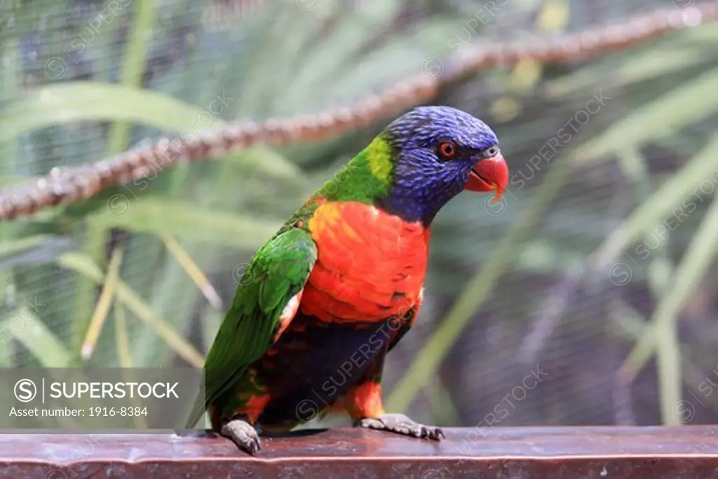 Portrait of a parrot at Brevard Zoo, Melburne, Florida, USA