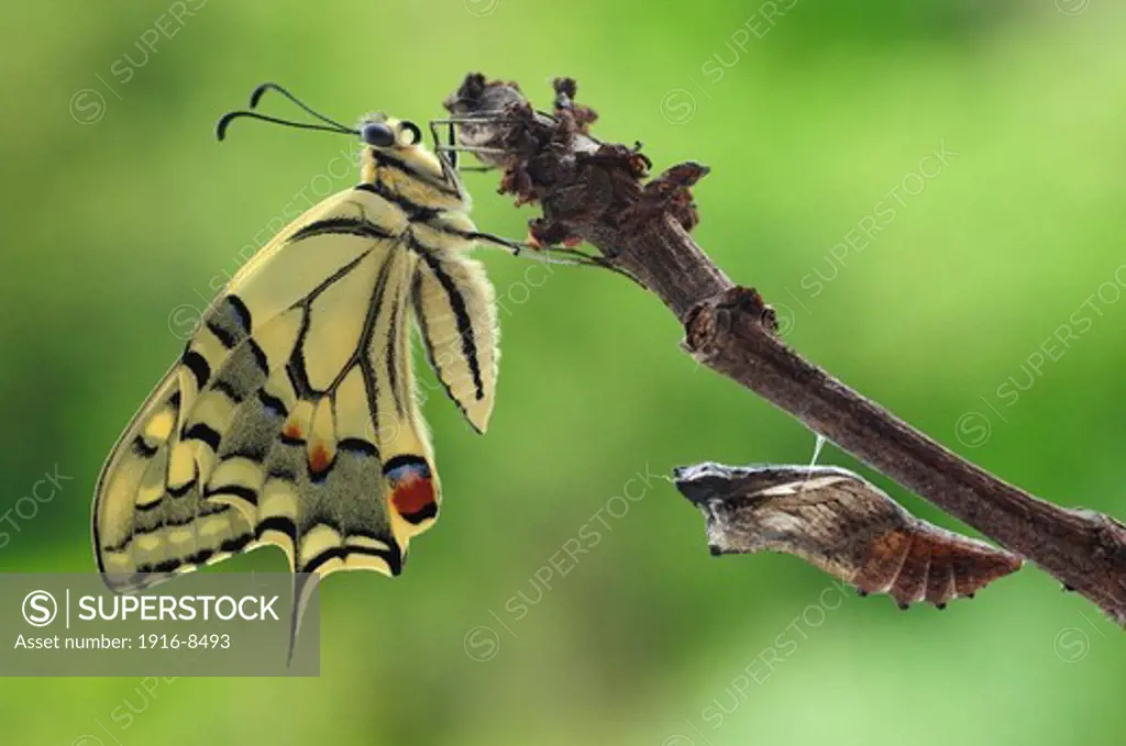 Newly hatched swallowtail butterfly (Papilio machaon)