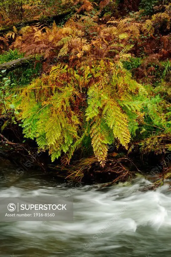 Royal fern (Osmunda regalis) in autumn