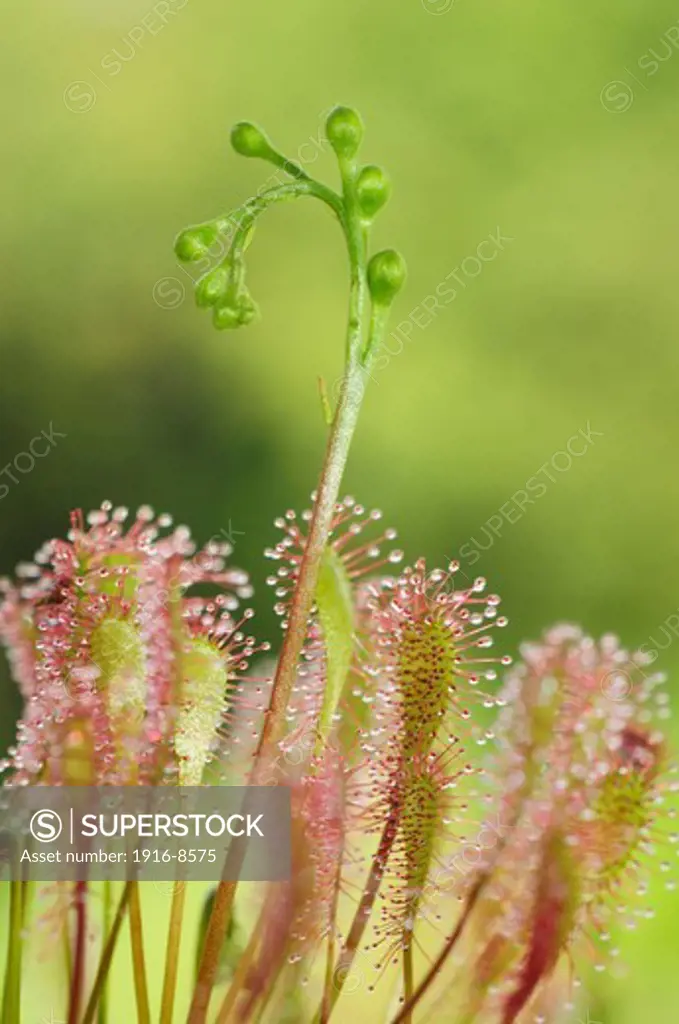 Spoonleaf sundew flowering (Drosera intermedia)