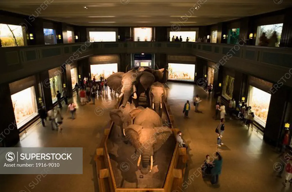 American Museum of Natural History.Hall of african mammals,New York City, USA