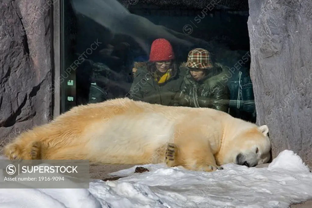Polar bear,Asahiyama zoo, Asahikawa, Hokkaido, Japan