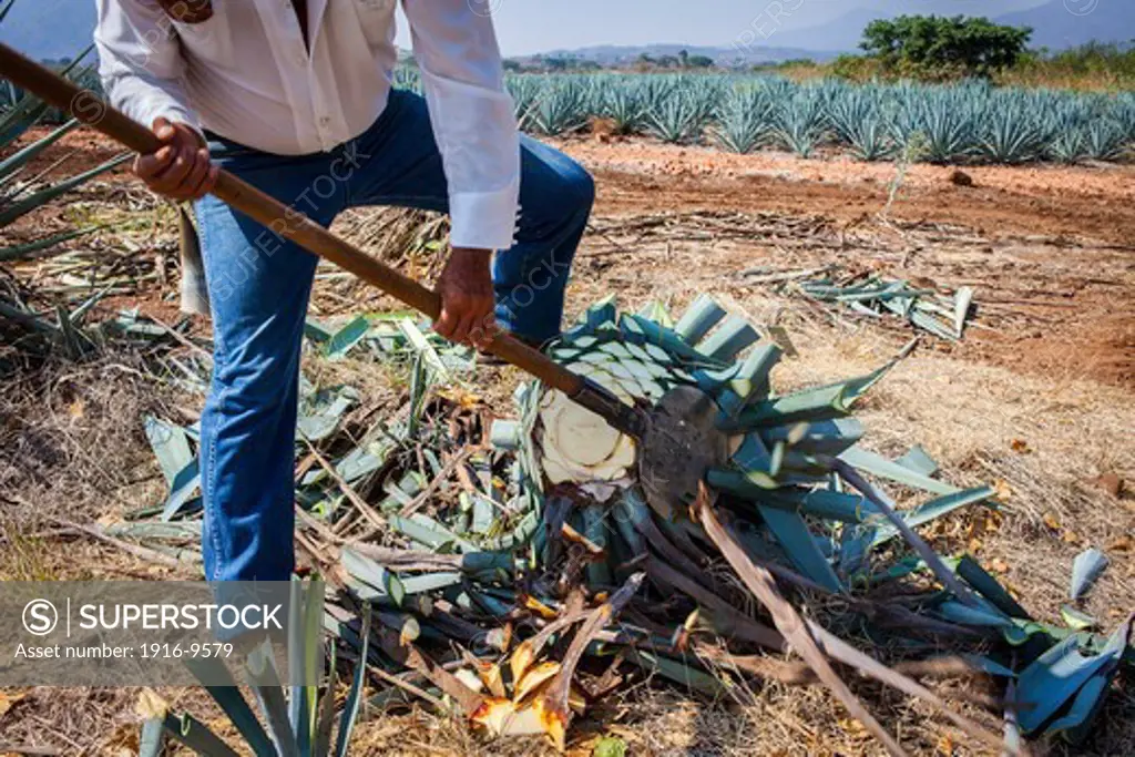 Harvesting Agave.plantation of blue Agave in AmatitÌÁn valley, near Tequila City,Guadalajara, Jalisco, Mexico