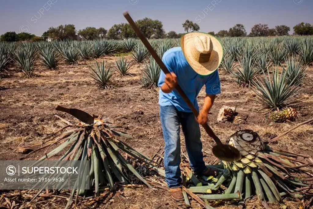Harvesting Agave (Jima).plantation of blue Agave in Rancho `El Coyoteå«, Penjamo, Guanajuato, Mexico