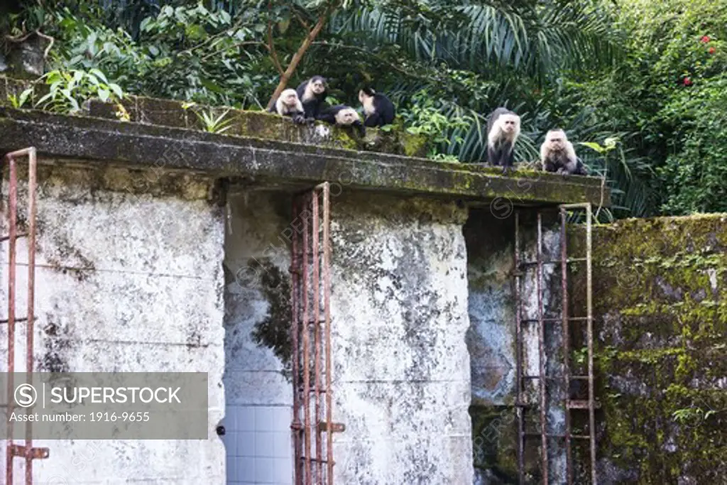 Capuchin monkey (Cebus capucinus ) colony in former pentitentiary colony, Gorgona island