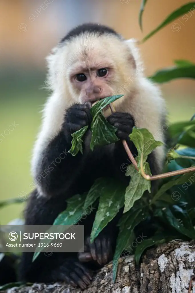 Capuchin monkey (Cebus capucinus ) eating leaves, Gorgona island