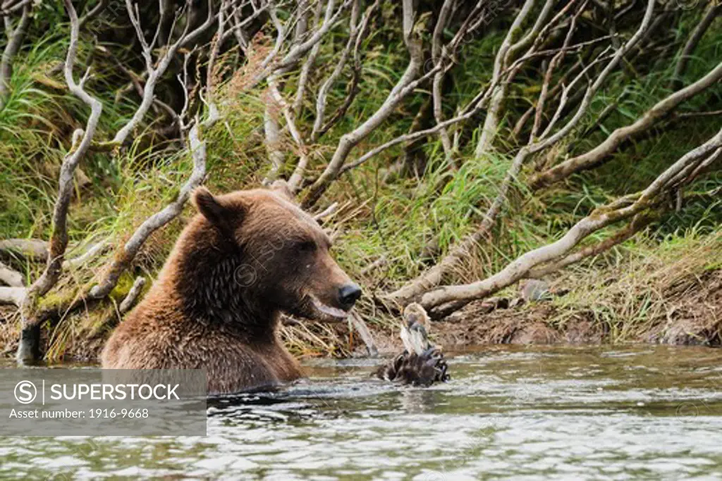 Grizzly bear (Ursus arctos gyas) seated in a river and eating