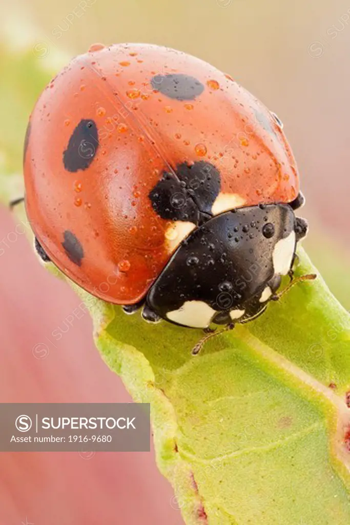 This is the most common ladybird in Europe, introduced in many countries as pests control agents as they are voracious predators of aphids