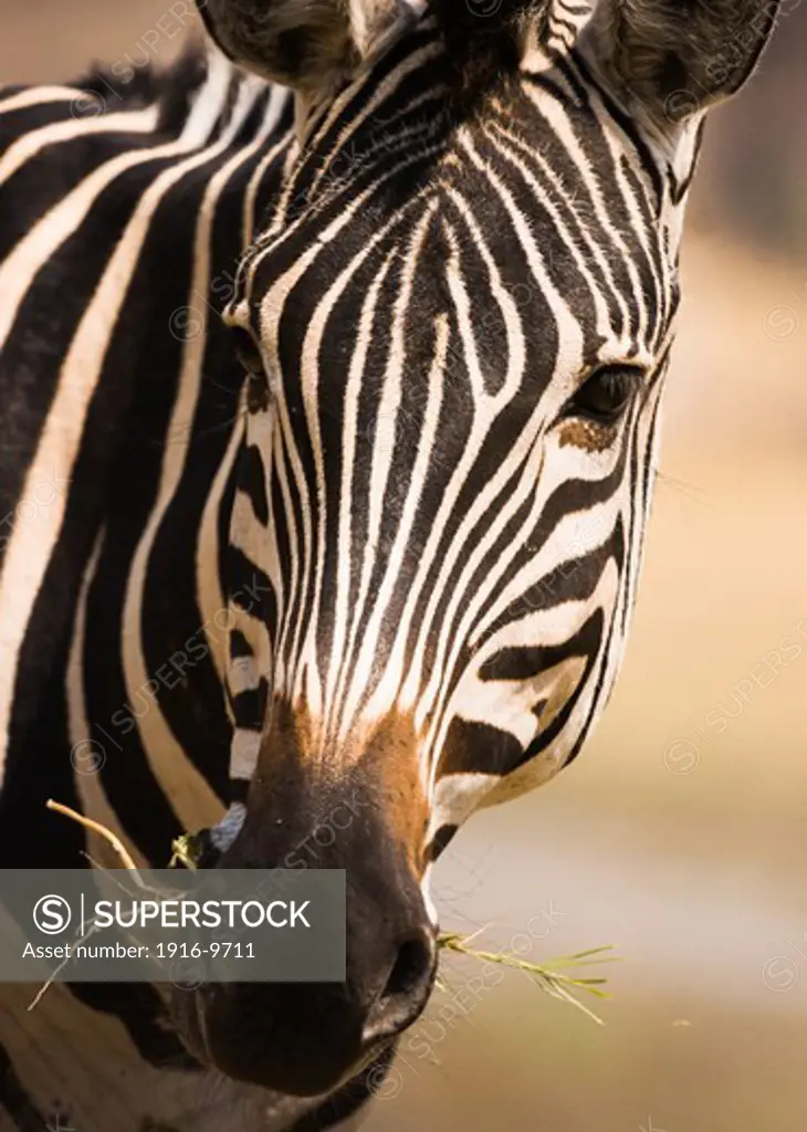 Plain zebra (equus quagga) portraiture, Moremi.