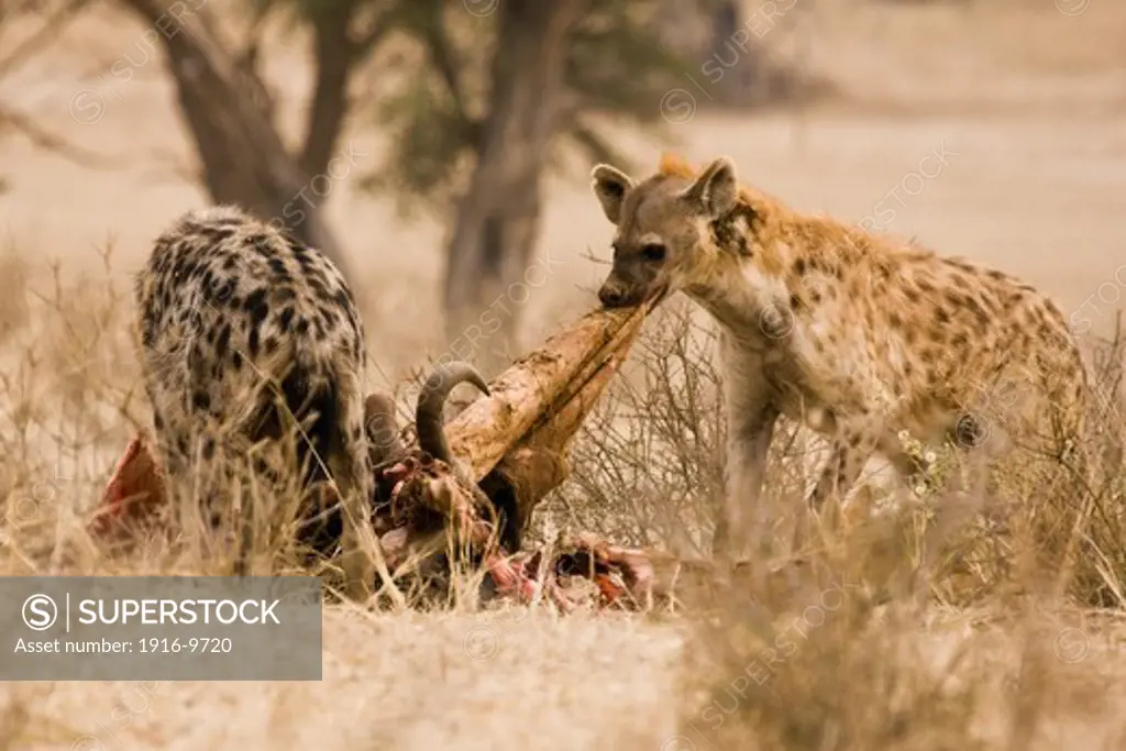 Spooted Hyenas scavenging a carcass,Kalahari desert
